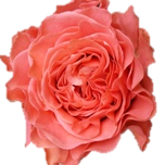 Coral Xpression Roses de jardin d'Equateur Ethiflora